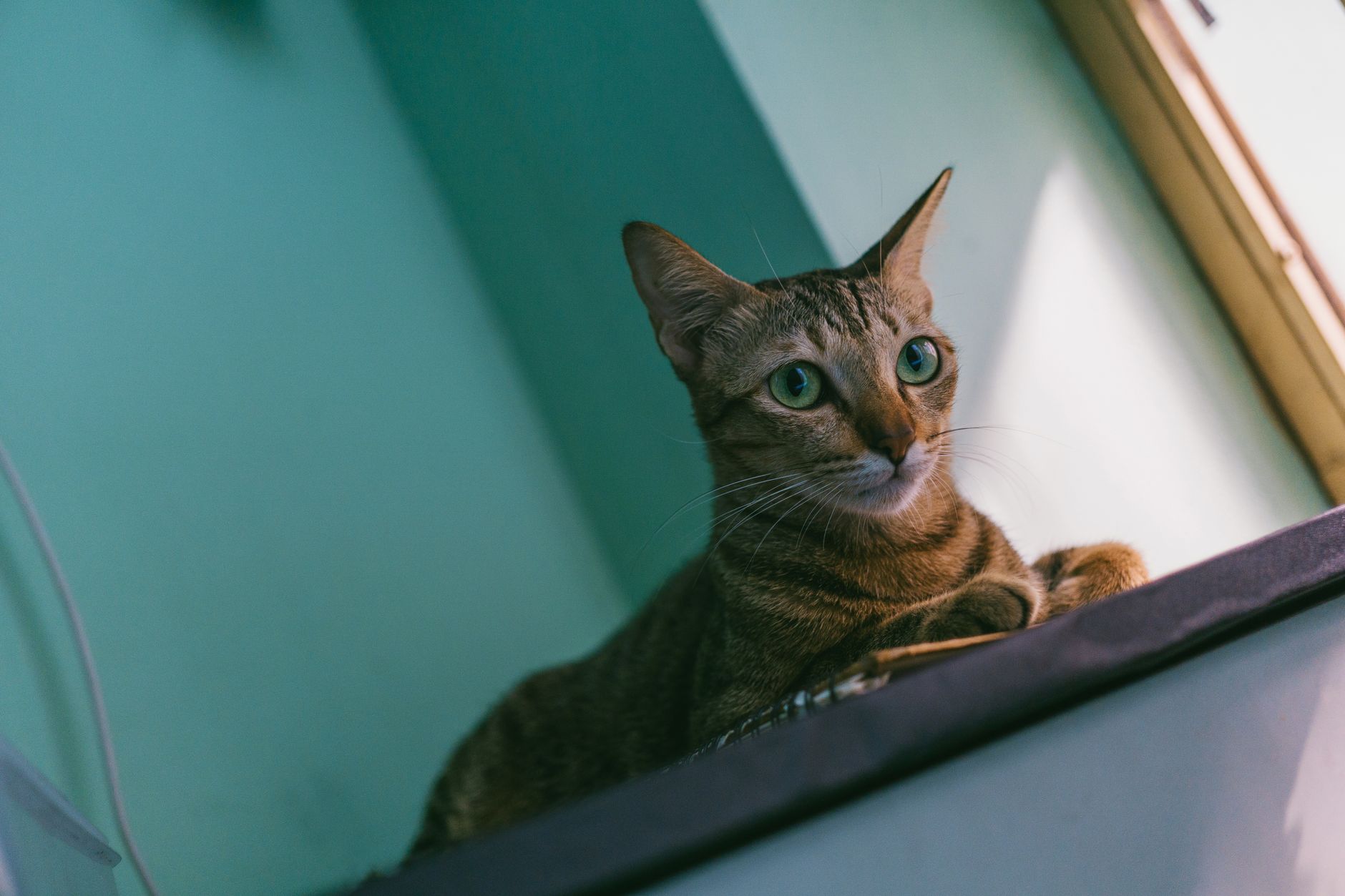 Man ontspant op de bank met zijn kat